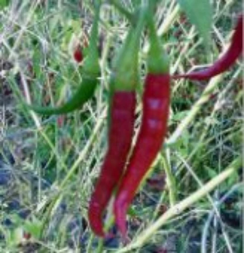 Assam Hot Peppers HP18-20