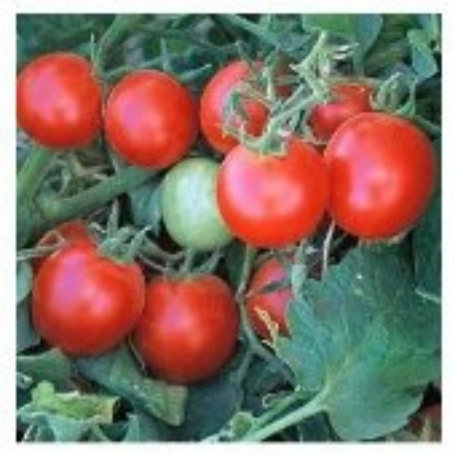 Baxter's Early Bush Tomato TM420-20
