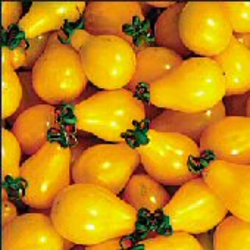 Beam's Yellow Pear Tomato TM410-20