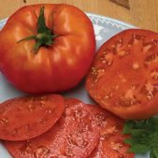 Beefsteak Indeterminate Tomato TM9-20