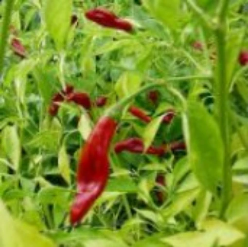 Berbere Peppers HP652-10