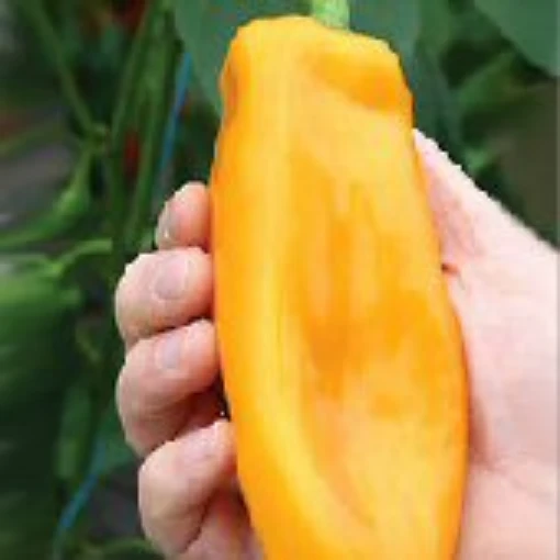 Big Daddy Peppers SP256-10