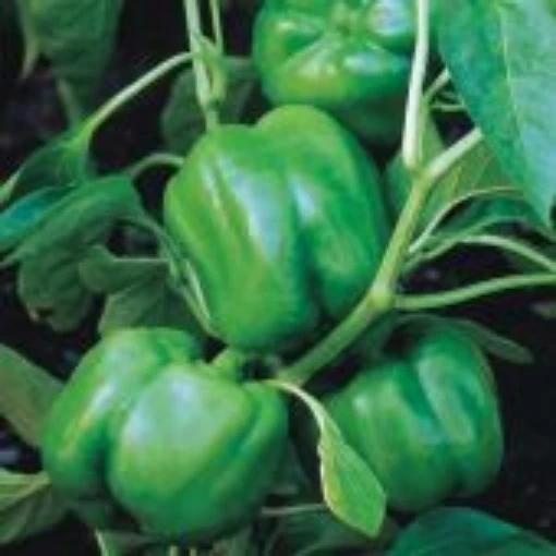 Big Dipper Peppers SP10-10