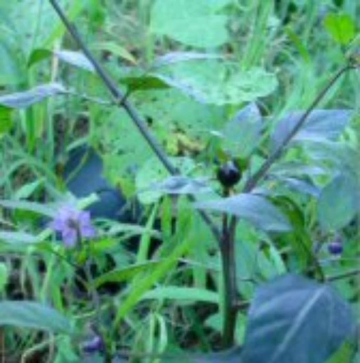 Black Cuban Peppers HP1175-20