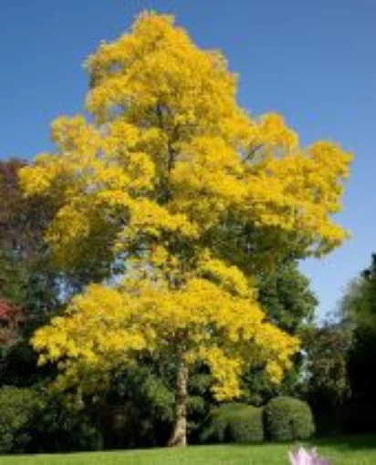 Black Locust Tree TR3-20