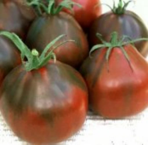 Black Pear Tomato TM329-20
