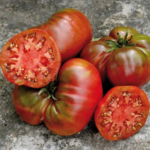 Black Sea Man Tomato TM399-20