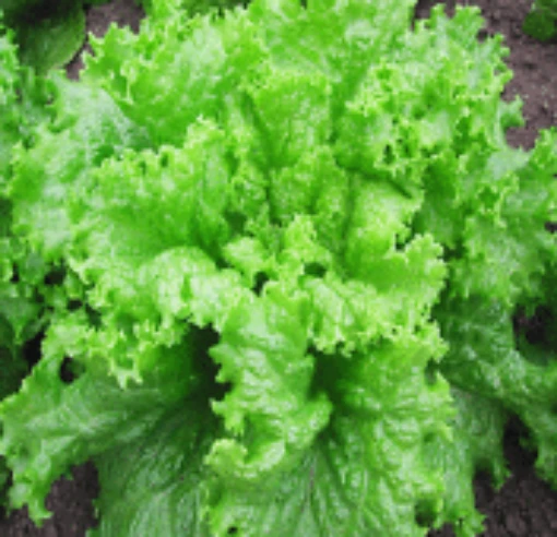 Black Seeded Simpson Lettuce LC26-100