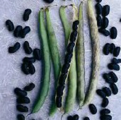 Black Valentine Bush Beans BN74-50