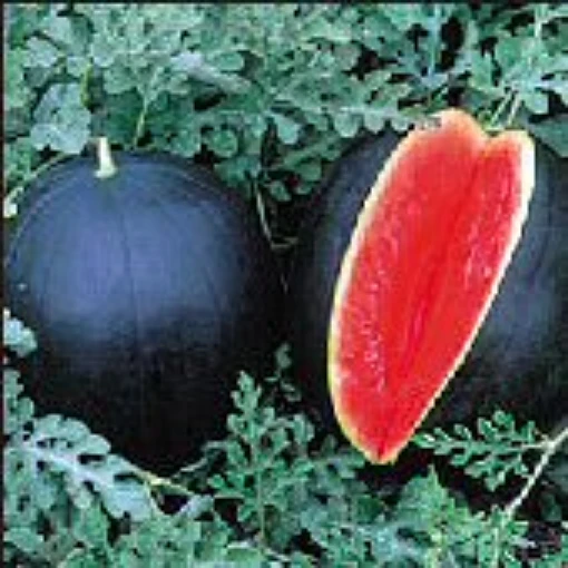 Blacktail Mountain Watermelons WM52-20