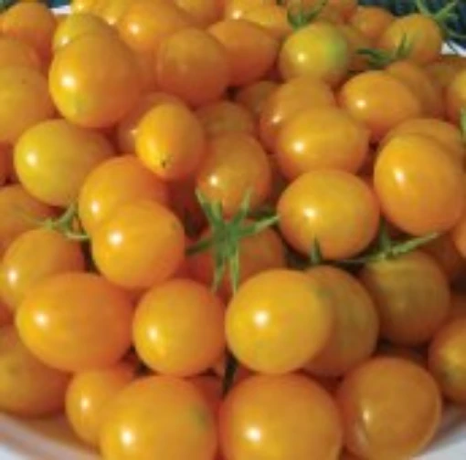 Blondkopfchen Tomato, Blondkopfchen Tomato Seeds. Reimer Seeds