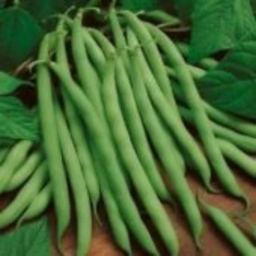 Blue Lake 274 Bush Beans BN2-50