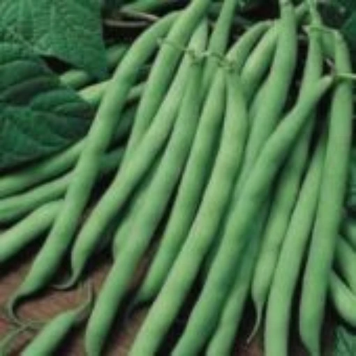 Blue Lake Pole Beans BN66-50