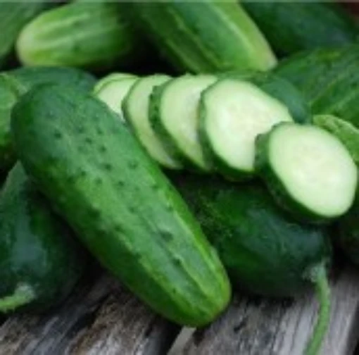 Boston Pickling Improved Cucumbers CU61-20