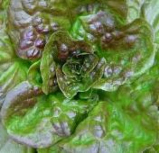 Bronze Mignonette Lettuce LC27-100