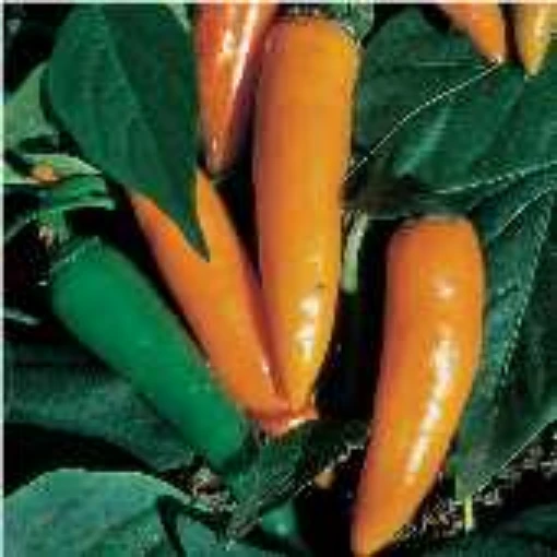 Bulgarian Carrot Peppers HP34-20