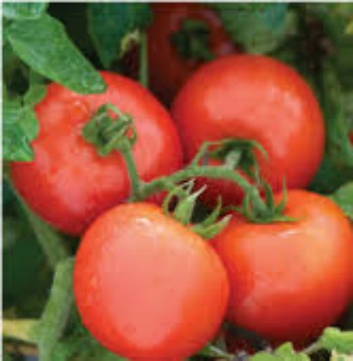 Burbank Red Slicing Tomato TM157-20