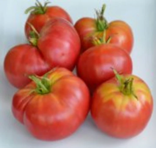 Burgundy Traveler Tomato TM491-20