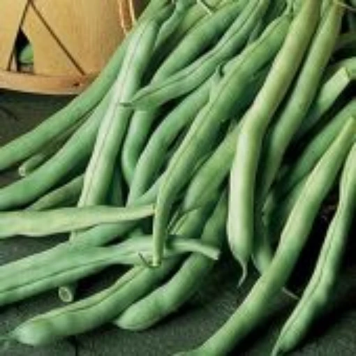 Burpee Stringless Green Pod Bush Beans BN43-50