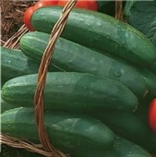 Bush Crop Cucumbers CU20-20