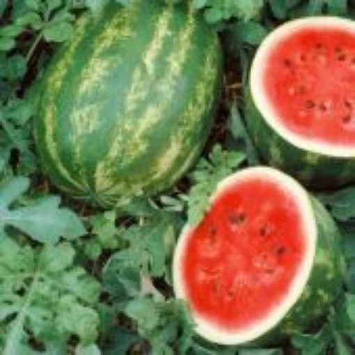 Cal Sweet Watermelons WM26-20