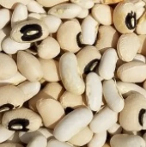 California Blackeye No. 5 Cowpeas CP3-50