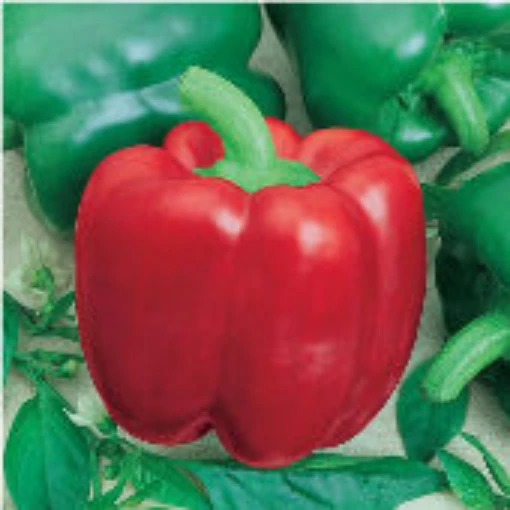 California Wonder TMR 300 Peppers SP14-20