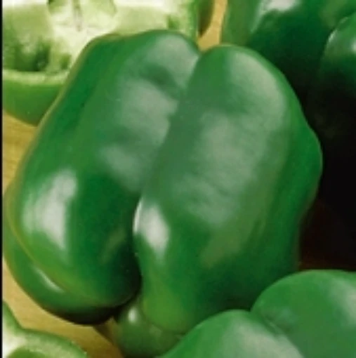 Capistrano Peppers SP216-10