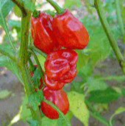 Capsicum Chinense USDA #159263 Hot Peppers (Type 1) HP1834-10