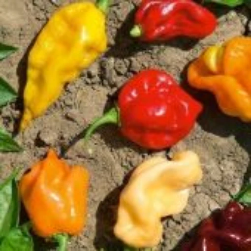 Caribbean Blend Peppers HP1298-20