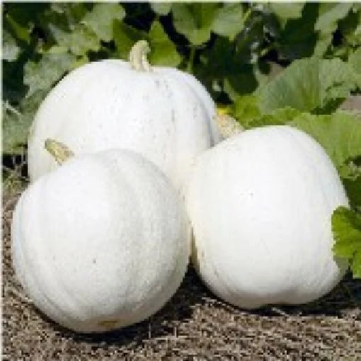 Casper Pumpkins PM30-10