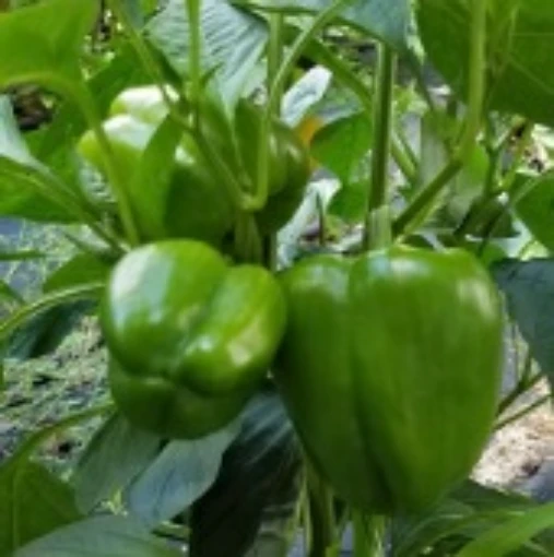 Charleston Belle Peppers SP146-10