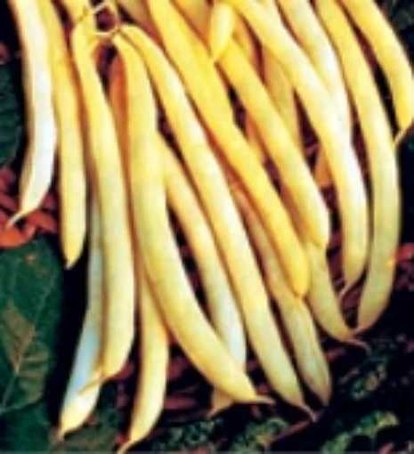 Cherokee Wax Bush Beans BN69-50