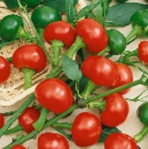 Large Red Cherry Pepper HP849-20