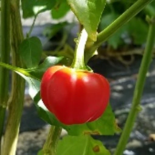 Cherry Tart Peppers HP345-20