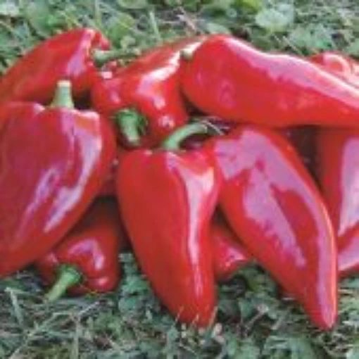 Chervena Chushka Peppers SP122-10