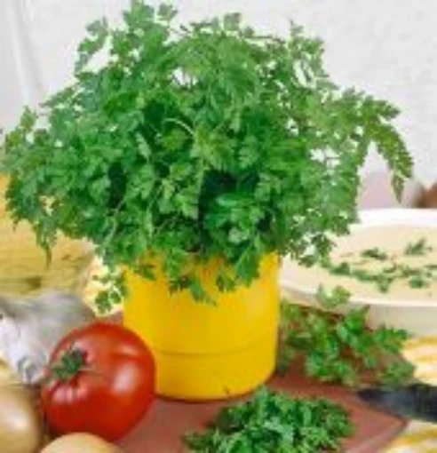 Chervil HB29-100