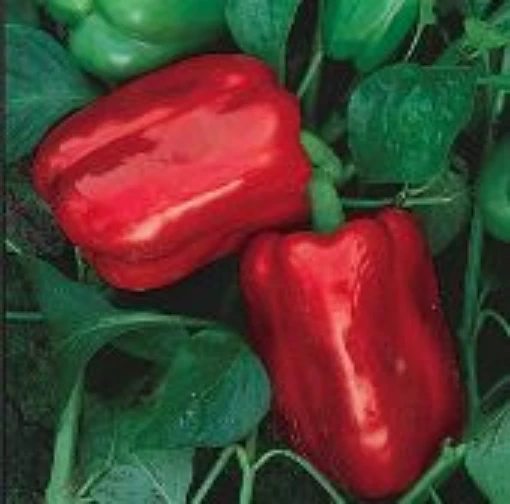 Chinese Giant Peppers SP16-20