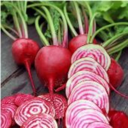 Chioggia Beets BT1-50