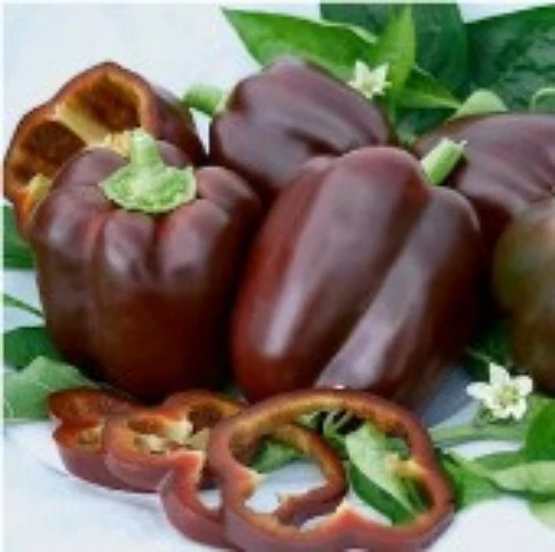 Chocolate Beauty Peppers SP17-20