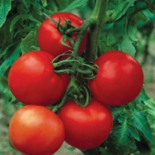 Cobra Tomato TM394-10