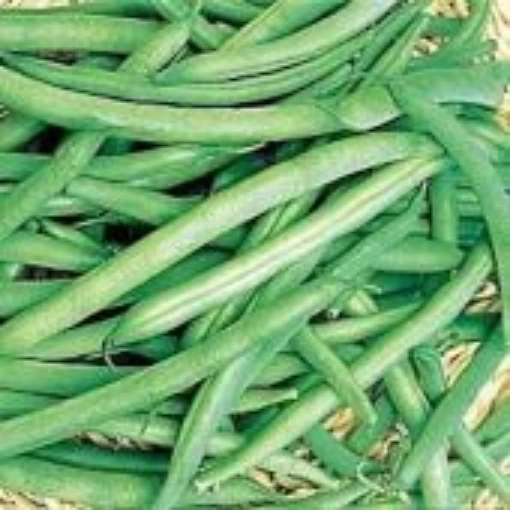 Contender Bush Beans BN23-50