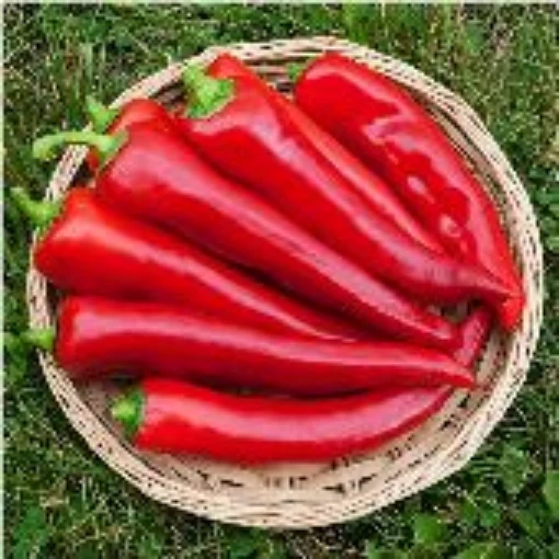 Corno di Toro Red Peppers SP18-20