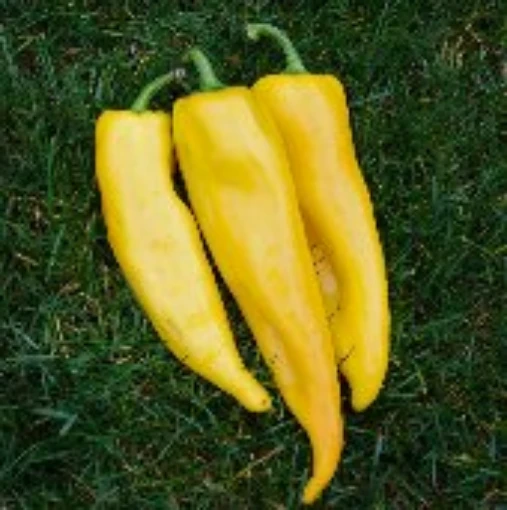 Corno di Toro Yellow Peppers SP19-20