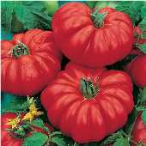 Costoluto Genovese Tomato TM38-20