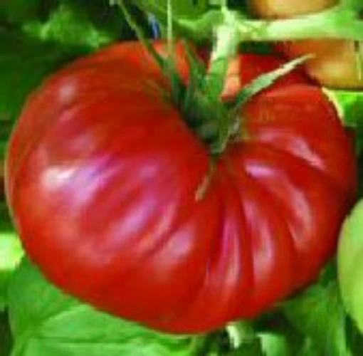 Country Taste Tomato TM472-10