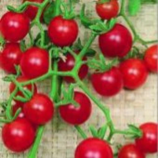 Currant Red Tomato TM39-20