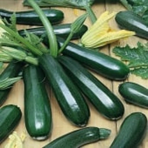 Dark Green Zucchini Squash SQ47-20