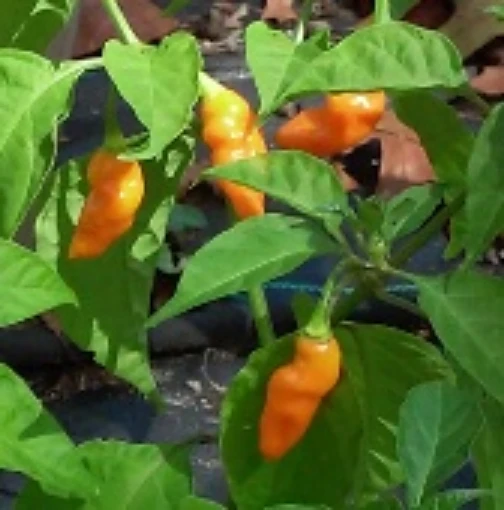 Datil Orange Peppers HP1948-10