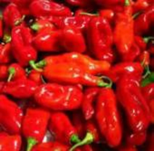 Datil Sweet Hot Peppers HP680-10